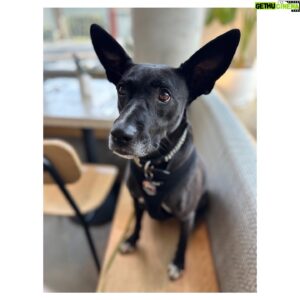 Victor Webster Instagram - She has no problem hearing the treat bag open. Novas a very good little pup. She deserves them