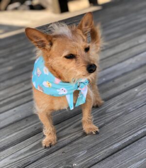 Victoria Pratt Instagram - Happy Easter, dear ones! Gary hopes the Easter Bunny made his deliveries safely, and holds no grudge against him for skipping our house. He got a swanky Easter bandana from his auntie @marsha.e.jackson3 … and you know how boys love clothes…. so he’s super not disappointed or anything. Whatever, Easter Bunny.