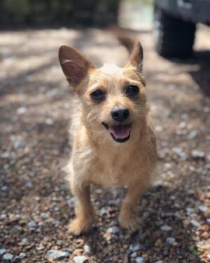 Victoria Pratt Instagram - BIRTHDAY BOY!!!! YEEHAW!!! It’s Gary Busey’s 4th birthday. If you’d like to wish him a happy day, I’ll pass along all pets, kisses and messages you send. ❤️🐕💋