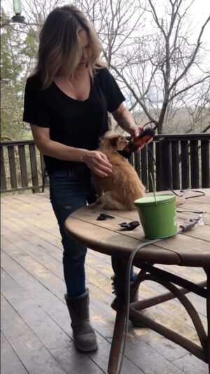 Victoria Pratt Instagram - A haircut for the Goodest boy. 
#dogsofinstagram #GaryBusey