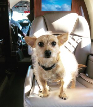Victoria Pratt Instagram - Gary… ready for takeoff. And snacks. Watch out Gilbert, AZ. Gary is ready to rock and roll, or whatever the country crowd is into. 
#bootsinthepark