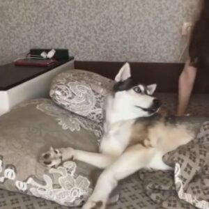 Vikram Bhatt Instagram - Behind every woman is a traumatized dog - get it? 😜