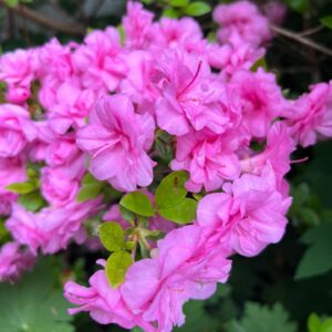 Vince Giarrano Instagram - Beautiful blooms going on 🌸🌺🌼🐝