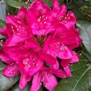 Vince Giarrano Instagram - Beautiful blooms going on 🌸🌺🌼🐝