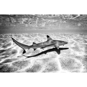 Vincent Stein Instagram - Hi Hai! 😬👋🏼 #diving #shark #sharks #sharkdiving #tauchen #goprohero7 #blackandwhite #monochrome #monocromatic #underwaterphotography