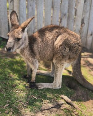 Vinegar Strokes Instagram - A complete dream come true to meet and feed some real life kangaroos in Tasmania! They were so tame and unbothered about meeting us! They just rolled over for a good rub! 😍🦘 #goodlife