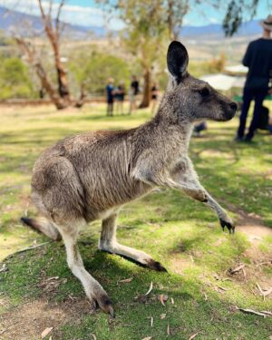 Vinegar Strokes Instagram - A complete dream come true to meet and feed some real life kangaroos in Tasmania! They were so tame and unbothered about meeting us! They just rolled over for a good rub! 😍🦘 #goodlife