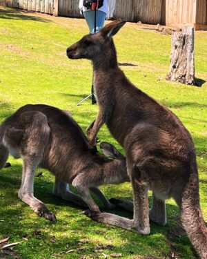 Vinegar Strokes Instagram - A complete dream come true to meet and feed some real life kangaroos in Tasmania! They were so tame and unbothered about meeting us! They just rolled over for a good rub! 😍🦘 #goodlife