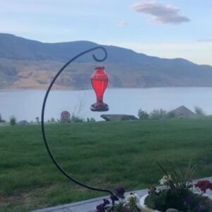 Vinnie Jones Instagram - A beautiful hummingbird on the patio in Canada 🇨🇦 

#quarantine #canada #views