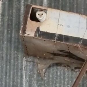 Vinnie Jones Instagram - That’s conservation, an owl box I put up last year at the farm now is a home to a barn owl 

#countryside #conservation