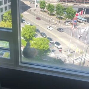 Vinnie Jones Instagram - Morning visitor nearly took my hand off 😂

#vancouver