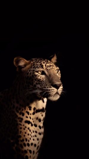 Virginie Philippot Instagram - 🐆 Don’t asking why , bon dimanche.