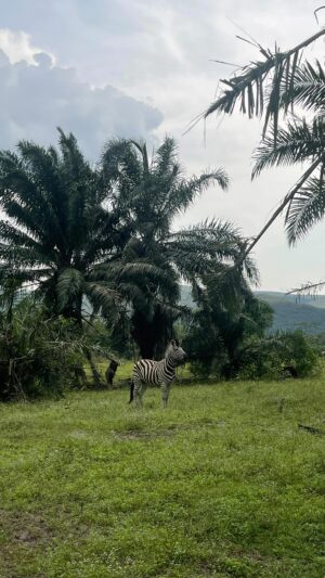 Virginie Philippot Instagram - First time Safari ❤️‍🔥