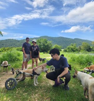 Vivid Bavornkiratikajorn Instagram - น้องหมาติดล้อ 🐶🚗🚗❤️
มาร่วมแจมเอาอาหารมาให้น้องหมาครับ 
ที่นี่มีสุนัขกว่า800 ตัว ที่ยังต้องการอาหาร 
เพื่อนๆสามารถนำอาหาร หรือปัจจัยต่างๆเพื่อช่วยน้องหมาได้ครับ ที่ @tmtrdorg 
และ เพจ FB : the man that rescues dogs 
พี่ๆเจ้าหน้าที่และน้องหมาใจดี น่ารักครับ 🐶❤️❤️

#dog #puppy #charity #happy