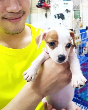 Vivid Bavornkiratikajorn Instagram - ป๊ามาส่งนามิได้เท่านี้นะลูก ขอให้นามิพักผ่อนให้สบาย ไม่ต้องเป็นห่วงป๊าและทุกคน ป๊าและทุกคนรักนามิ จะหมั่นสวดมนต์ทำบุญ อุทิศกุศลให้นามินะลูก ป๊ามีความสุขตลอด5ปีที่ผ่านมา เป็นความทรงจำที่ดี ดีใจที่ได้มีนามิมาเป็นสมาชิกในครอบครัวนะลูก 🐶🤍🤍🤍🤍🤍

 ถ้าเรามีบุญวาสนาต่อกัน วันนึงเราอาจได้พบกันอีกก็ได้ แต่ตอนนี้ ป๊าก็ต้องใช้ชีวิตอยู่กับปัจจุบันต่อไป 
รักและคิดถึงเสมอ ลูกรักจอมซนของป๊า 🐶🥹🤍🤍🤍

🌟🌟ฝากถึงเพื่อนๆทุกคนที่เลี้ยงน้องๆนะครับ ขอให้ดูแลเค้าให้ดีที่สุดตอนเค้ายังมีชีวิตอยู่ อนาคตไม่มีใครรู้ อย่างน้อยเราก็จะได้รู้สึกว่า เราได้ปฏิบัติกับเค้าอย่างดีแล้ว 🌟🌟

@namibokbok #dog #puppy #jackrussell #rip #family