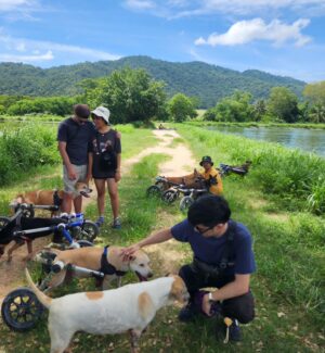 Vivid Bavornkiratikajorn Instagram - น้องหมาติดล้อ 🐶🚗🚗❤️
มาร่วมแจมเอาอาหารมาให้น้องหมาครับ 
ที่นี่มีสุนัขกว่า800 ตัว ที่ยังต้องการอาหาร 
เพื่อนๆสามารถนำอาหาร หรือปัจจัยต่างๆเพื่อช่วยน้องหมาได้ครับ ที่ @tmtrdorg 
และ เพจ FB : the man that rescues dogs 
พี่ๆเจ้าหน้าที่และน้องหมาใจดี น่ารักครับ 🐶❤️❤️

#dog #puppy #charity #happy