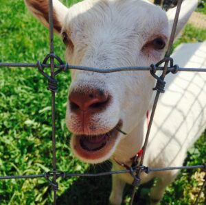 Wallis Currie-Wood Instagram - on set today #newfriend #farmlife #madamsecretary @madamsecretarycbs @evanroeofficial @kathrine_herzer