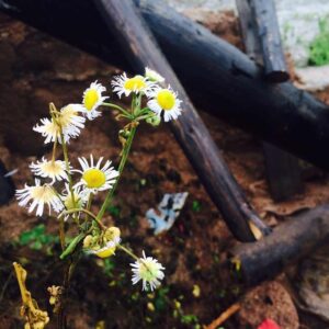 Wang Shuang Instagram - 花花。🌸🌸🌺