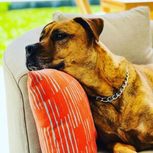 Wendy Braun Instagram - Home is where your dog is. Oh how I love our sweet rescue, Daisy. Happy National Puppy Day to all the dog lovers. And thanks to @wagsandwalks for all you do and for guiding us to her. We love being her forever home.  And the unconditional  love she pours on us daily is a treasure. The last pic was taken just this morning when we sat outside together to take in nature and listen to the birds. Paws up if you’re a dog lover.  Can you tell she’s listening too? 🐾❤️🙏 #HappyNationalPuppyDay