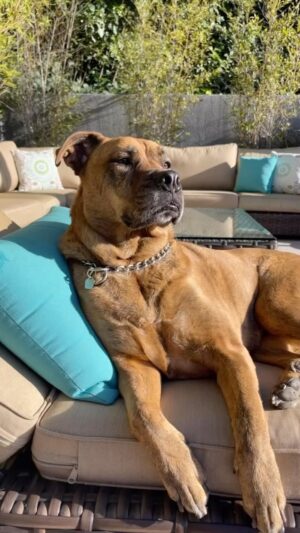 Wendy Braun Instagram - She’s got it good. Great cuteness right here. What’s the motto you live by?.#RescueDog #reacuedogsofinstagram always grateful to @wagsandwalks for leading us to this much cuteness. #ForeverHome