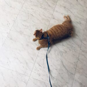 Weng Jiawei Instagram - 告別了待著4年的家，謝謝你陪伴著我無數個悲喜交加的日子，我在這裡學習和補充的勇敢，會帶著去到新的住處繼續儲蓄，四年前找房子你就是第一個最佳眼緣，還好我們手速心智很快才能讓你變成家人。

不得不說這4年我感受自己真的改變很多，
雖然我還是我，但心裡流動的東西長出不一樣的樣貌，獨立一點了嗎？或是更能直覺的反應自己的內在，從中也有不少對自己的質疑然後堆疊到信任。

謝謝房子帶給我的安心和溫暖，我們和小葵可以在這裡累積生命經驗，真的是太好了🥲♥️

謝謝我遇見的一切，
希望也能帶著這股好能量繼續分享出去🤍

#always