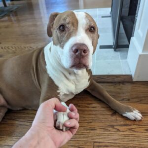 Wil Wheaton Instagram - I asked her if she knew how much I love her, and she put her paw into my hand. So I guess she does. 🥹 #MarloweMonday