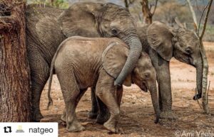 Will Estes Instagram - #Repost @natgeo (@get_repost)
・・・
Photo by @amivitale. Shaba, Bawa and Pokot snuggle in the boma of the Reteti Elephant Sanctuary (@r.e.s.c.u.e), the first community owned sanctuary in all of Africa. What’s happening at @r.e.s.c.u.e, without fanfare, is nothing less than the beginnings of a transformation in the way Samburus relate to wild animals they once feared. This oasis where orphans grow up, learning to be wild so that one day they can rejoin their herds, is as much about the people as it is about elephants.

Read the full story in @natgeo and follow @amivitale and @r.e.s.c.u.e  to learn more about this important work. 
#bekindtoelephants #DontLetThemDisappear @nrt_kenya @tusk_org @conservationorg @kenyawildlifeservice @sandiegozoo @thephotosociety #elephants #saveelephants #stoppoaching #kenya #northernkenya #magicalkenya #whyilovekenya #africa #everydayafrica #photojournalism #amivitale #protectelephants