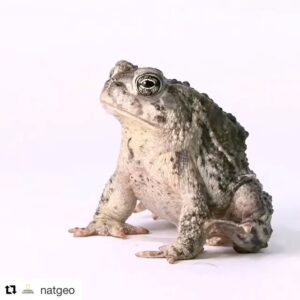 Will Estes Instagram - #Repost @natgeo (@get_repost)
・・・
Video by @joelsartore | The Wyoming toad is widely considered extinct in the wild, though the cause of their swift decline in the 1960’s and 70’s is still unknown. The only existing populations are living in captivity and among a small group within the Mortenson Lake National Wildlife Refuge in Wyoming which is maintained through introduction of captive-reared young. Sadly, this refuge is reportedly infected with the chytrid fungus, which is infamous for wiping out amphibian populations all over the world. The success of this extremely rare species is now completely dependent on the continuation of captive breeding programs.
This Wyoming toad was photographed at @theomahazoo, where last year 900 tadpoles were produced and shipped to Wyoming to be released among the population currently residing in at Mortenson Lake.
To see a portrait of this toad, check out @joelsartore.
.
.
#wyomingtoad #toads #amphibians #extinctinthewild #rareanimals #omaha #nature #conservation #biodiversity #animalfacts #wildlife #wildlifephotography #natgeo #savetogether #photoark