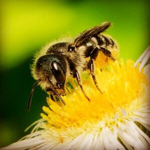 Will Estes Instagram - https://www.sharpeatmanguides.com/mason-bees