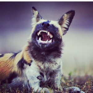 Will Estes Instagram - Hilarious! Photo by @kengeiger