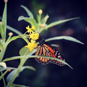 Will Estes Instagram - Visitor in the garden. #Milkweed #MonarchButterfly