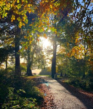 Will Tudor Instagram - Box Hill is mighty pretty at this time of year! 🍁🍂☀️ #weekendramblings