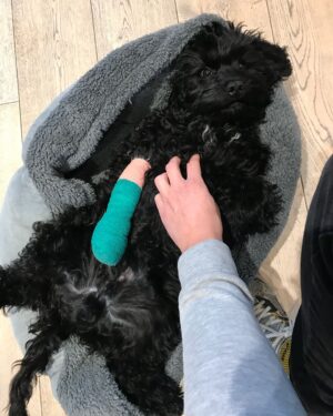 Will Tudor Instagram - Spent the day with this beautiful chap - @charlie.nalton looking all sorry for himself with his broken paw!