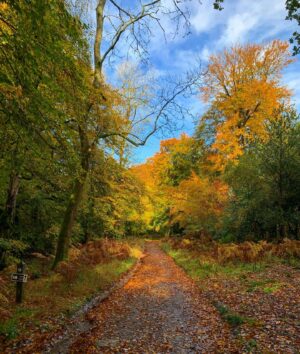 Will Tudor Instagram - Box Hill is mighty pretty at this time of year! 🍁🍂☀️ #weekendramblings