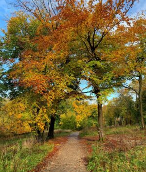 Will Tudor Instagram - Box Hill is mighty pretty at this time of year! 🍁🍂☀️ #weekendramblings