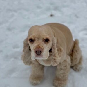 William Atticus Parker Instagram - You were the most angelic creature on this planet. In all of the 11 years that you’ve been the gem of our family, through your numerous hardships, you never ceased to make us laugh and heighten our spirits. You were the most delicate, elegant, joyous being to have ever lived. You would run around, smiling, even after a difficult trip to the vet. You never gave up on gracing us with the love that you will continue to spread until the end of time. That love will always and forever go both ways. You’ll never leave our hearts for a single second. Rest well in that little night club up above, Petie, Princess, Larry and Serena are waiting for you. Our little queen, our little angel, we love you beyond words. And when we look up at the night sky, to the second star to the right, we’ll see our Evangeline … Ms. Eleanor Roosevelt (2010-2024)
