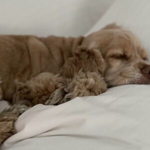 William Atticus Parker Instagram - You were the most angelic creature on this planet. In all of the 11 years that you’ve been the gem of our family, through your numerous hardships, you never ceased to make us laugh and heighten our spirits. You were the most delicate, elegant, joyous being to have ever lived. You would run around, smiling, even after a difficult trip to the vet. You never gave up on gracing us with the love that you will continue to spread until the end of time. That love will always and forever go both ways. You’ll never leave our hearts for a single second. Rest well in that little night club up above, Petie, Princess, Larry and Serena are waiting for you. Our little queen, our little angel, we love you beyond words. And when we look up at the night sky, to the second star to the right, we’ll see our Evangeline … Ms. Eleanor Roosevelt (2010-2024)