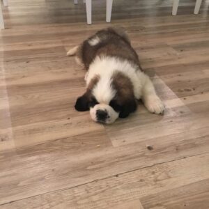 William Carvalho Instagram - Infelizmente perdi o meu Boris! Guardarei para sempre no meu coração, os bons momentos que passamos juntos ao longo destes anos ! 😭❤️🐶 🙏🏿