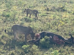 William H. Macy Instagram - On the eighth day of the trip we did a “night ride” to see some lions which our Maasai guide, Neti, had located.  Neti was almost magical in his ability to find where the animals, especially the big cats, could be found.  He was an expert tracker and got many of his clues from watching the grazing animals.  So at dusk, we hopped onto the roofs or our two cool-ass Land Rovers and drove out to see four lions - two young and two mature.  Neti had seen them earlier in the day and noticed that the older female was intently watching three Cape Buffalo grazing nearby.  When we arrived, the cats were still dozing, rolling on their backs, taking playful swipes at each other and basically acting like house cats.  They made you feel that they just wanted to play, and if you approached them slowly and quietly, they’d love to be scratched behind the ears. (Of course they’d eat you). Finally, the older female got up and left and the others followed, still doing cute stuff.  By now it was pretty dark and suddenly the walkie talkie barked and Neti, in the other Land Rover,  said they were attacking the old buffalo.  By the time we got there, all four were hanging off her hind quarters.  She was still on her feet, refusing to give up, braying and thrashing about, and once or twice she threw off two of the lions and tried to run,  but they were on her again in a flash.  We were not more than thirty feet from them when they finally pulled her down. She was still braying pitifully as they began to tear her apart.  Two in our company couldn’t watched, and they wept.  Some of us couldn’t look away. 

For the rest of the night we talked about what we had seen.  Flicka described it as being a privilege to have been present.  Moore noted that although it was violent, there was no rage or anger.  It was life is what it was. Life writ large and up close.  The next morning we rode out to see what was left of the Buffalo.  The lions had eaten a great deal of her and the Hyenas and the Jackals were waiting their turn.