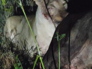 William H. Macy Instagram - On the eighth day of the trip we did a “night ride” to see some lions which our Maasai guide, Neti, had located.  Neti was almost magical in his ability to find where the animals, especially the big cats, could be found.  He was an expert tracker and got many of his clues from watching the grazing animals.  So at dusk, we hopped onto the roofs or our two cool-ass Land Rovers and drove out to see four lions - two young and two mature.  Neti had seen them earlier in the day and noticed that the older female was intently watching three Cape Buffalo grazing nearby.  When we arrived, the cats were still dozing, rolling on their backs, taking playful swipes at each other and basically acting like house cats.  They made you feel that they just wanted to play, and if you approached them slowly and quietly, they’d love to be scratched behind the ears. (Of course they’d eat you). Finally, the older female got up and left and the others followed, still doing cute stuff.  By now it was pretty dark and suddenly the walkie talkie barked and Neti, in the other Land Rover,  said they were attacking the old buffalo.  By the time we got there, all four were hanging off her hind quarters.  She was still on her feet, refusing to give up, braying and thrashing about, and once or twice she threw off two of the lions and tried to run,  but they were on her again in a flash.  We were not more than thirty feet from them when they finally pulled her down. She was still braying pitifully as they began to tear her apart.  Two in our company couldn’t watched, and they wept.  Some of us couldn’t look away. 

For the rest of the night we talked about what we had seen.  Flicka described it as being a privilege to have been present.  Moore noted that although it was violent, there was no rage or anger.  It was life is what it was. Life writ large and up close.  The next morning we rode out to see what was left of the Buffalo.  The lions had eaten a great deal of her and the Hyenas and the Jackals were waiting their turn.