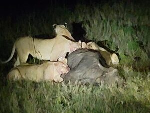 William H. Macy Instagram - On the eighth day of the trip we did a “night ride” to see some lions which our Maasai guide, Neti, had located.  Neti was almost magical in his ability to find where the animals, especially the big cats, could be found.  He was an expert tracker and got many of his clues from watching the grazing animals.  So at dusk, we hopped onto the roofs or our two cool-ass Land Rovers and drove out to see four lions - two young and two mature.  Neti had seen them earlier in the day and noticed that the older female was intently watching three Cape Buffalo grazing nearby.  When we arrived, the cats were still dozing, rolling on their backs, taking playful swipes at each other and basically acting like house cats.  They made you feel that they just wanted to play, and if you approached them slowly and quietly, they’d love to be scratched behind the ears. (Of course they’d eat you). Finally, the older female got up and left and the others followed, still doing cute stuff.  By now it was pretty dark and suddenly the walkie talkie barked and Neti, in the other Land Rover,  said they were attacking the old buffalo.  By the time we got there, all four were hanging off her hind quarters.  She was still on her feet, refusing to give up, braying and thrashing about, and once or twice she threw off two of the lions and tried to run,  but they were on her again in a flash.  We were not more than thirty feet from them when they finally pulled her down. She was still braying pitifully as they began to tear her apart.  Two in our company couldn’t watched, and they wept.  Some of us couldn’t look away. 

For the rest of the night we talked about what we had seen.  Flicka described it as being a privilege to have been present.  Moore noted that although it was violent, there was no rage or anger.  It was life is what it was. Life writ large and up close.  The next morning we rode out to see what was left of the Buffalo.  The lions had eaten a great deal of her and the Hyenas and the Jackals were waiting their turn.