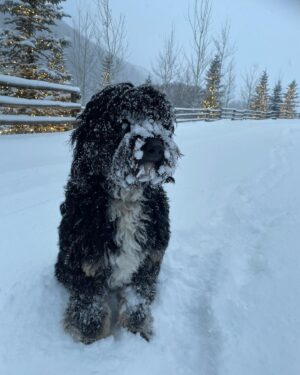 William H. Macy Instagram - Oh what wonderful snow we’ve had in the Rockies.
