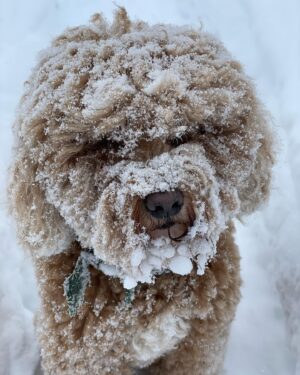 William H. Macy Instagram - And here’s “Lola” in Woody Creek, CO.
