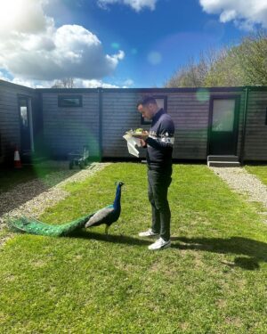 William Kirk Instagram - This is Kevin. Kevin lives in a nearby field and likes to join us for lunch and to look at his own reflection in the portakabin windows. He also likes to open and shake his feathers... Is he trying to mate with me or is he trying to fight me? Answers on a postcard.. 🦚

.
.
.

#peacock