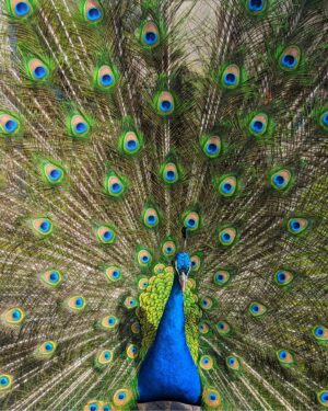 William Kirk Instagram - This is Kevin. Kevin lives in a nearby field and likes to join us for lunch and to look at his own reflection in the portakabin windows. He also likes to open and shake his feathers... Is he trying to mate with me or is he trying to fight me? Answers on a postcard.. 🦚

.
.
.

#peacock