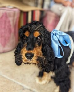 William Kirk Instagram - The last wedding of the year and what a marvelous one it was! A huge joy to celebrate two wonderful friends getting married, made even better by seeing little Monty as a ring bearer. Congratulations @amy__heather @toml678 🎉🎊🍾