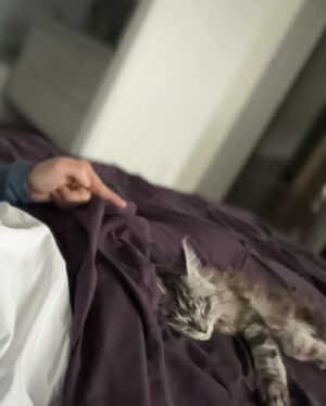 Willy Martín Instagram - Siestecita con #Alegria la 4ta foto es mi favorita 🐱