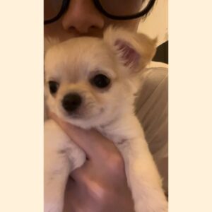 Yamanaka Jyutaro Instagram - かぞくがふえました🐶

ぷーちゃん
暖かく見守ってくれたら思います🐶