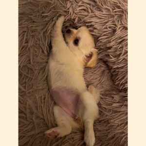 Yamanaka Jyutaro Instagram - かぞくがふえました🐶

ぷーちゃん
暖かく見守ってくれたら思います🐶