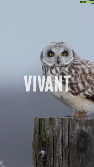 Yann Arthus-Bertrand Instagram - PROJETEZ VIVANT GRATUITEMENT AUTOUR DE VOUS 🎥

Toute l’équipe est infiniment reconnaissante de l’accueil chaleureux apporté à notre nouveau film, VIVANT. Un grand merci !

Vous pouvez désormais vous aussi le diffuser autour de vous, en organisant une projection gratuite en toute autonomie ou avec l’intervention de naturalistes ayant participé au film, y compris dans les écoles !

L’équipe de @hopeproductionfr met à disposition de tous un outil pédagogique complet: un dossier d’accompagnement, le guide de l’observateur, le répertoire des associations, une galerie des images tirées du film…

Retrouvez toutes ces ressources et les informations pour organiser votre propre projection dès maintenant sur www.vivantlefilm.fr et ouvrez avec nous la porte du vivant ! (lien en bio)

(VIVANT est un film réalisé par @yannarthusbertrand, écrit par @remidupouy_, @buchmannlaurence et Marc Giraud. Produit par @hopeproductionfr et Calt Production avec la participation de @guerlain et @francetelevisions.)